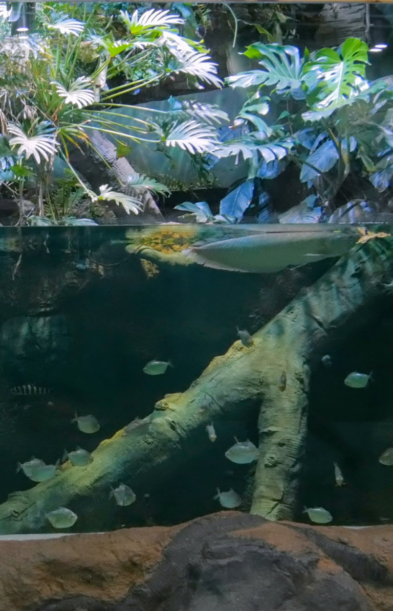 LED Beleuchtung Zoo Aquarium